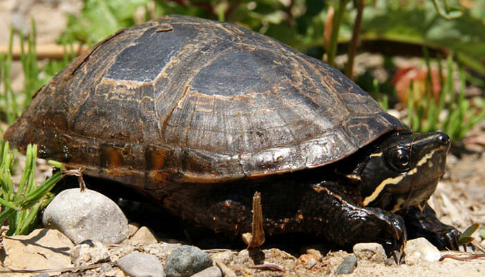 Common musk turtle - Belle Isle Nature Center