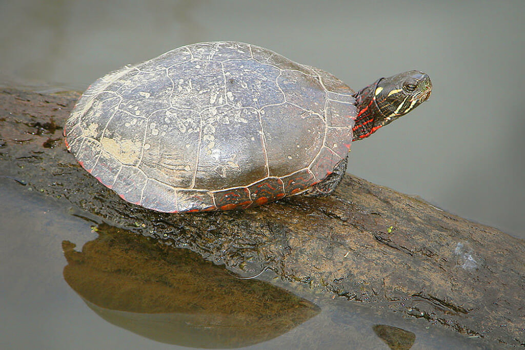 Midland painted turtle Belle Isle Nature Center