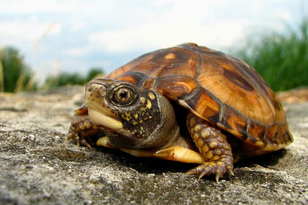 Eastern Box Turtle Belle Isle Nature Center