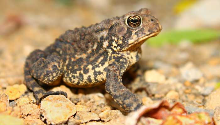 american toad
